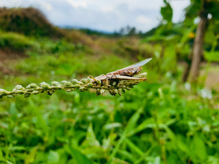 Grasshopper is sitting on a green leaf. Grasshopper in nature