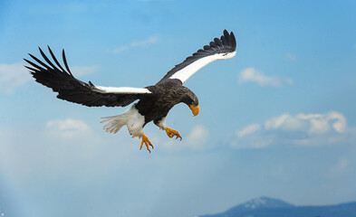 Adult Steller's sea eagle in flight. Scientific name: Haliaeetus pelagicus. Blue sky and ocean background.