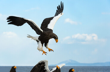 Adult Steller's sea eagle in flight. Scientific name: Haliaeetus pelagicus. Blue sky and ocean background.