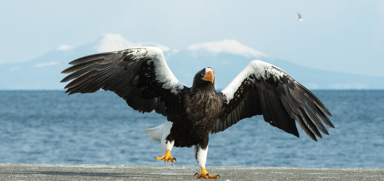 Adult Steller's sea eagle landed.  Scientific name: Haliaeetus pelagicus. Blue sky and ocean background.  Winter Season.