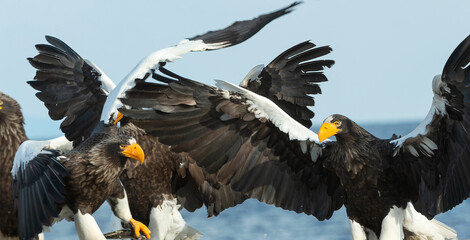 Steller's sea eagles. Blue sky and ocean background. Scientific name: Haliaeetus pelagicus. Natural Habitat. Winter Season.