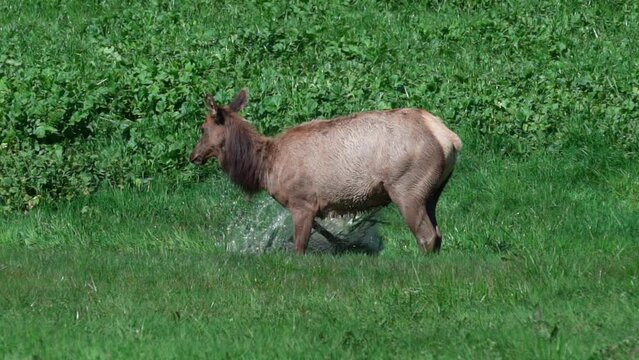 Elk Splashing in the Water