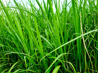 green grass background