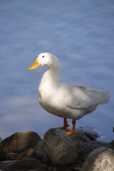 Pekin on a Rock
