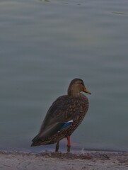 Pato
