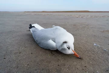 Foto op Plexiglas a dead bird on the sand, a seagull © soleg