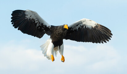 Adult Steller's sea eagle in flight. Scientific name: Haliaeetus pelagicus. Blue sky and ocean background.