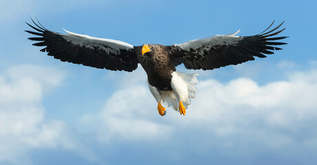 Adult Steller's sea eagle in flight. Scientific name: Haliaeetus pelagicus. Blue sky and ocean background.