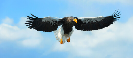 Adult Steller's sea eagle in flight. Scientific name: Haliaeetus pelagicus. Blue sky and ocean background.