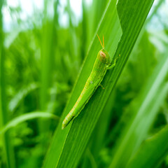 A green grasshopper is sitting on a green leaf.. Grasshopper in nature