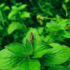 Bug on a leaf