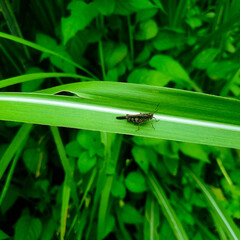 Bug on leaf
