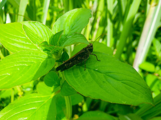 bug on a leaf