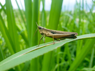 Grasshopper is sitting on a green leaf.. Grasshopper in nature
