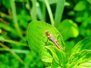 Bug is sitting on a green leaf.. Bug in nature