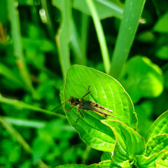Insect is sitting on a green leaf.. Grasshopper in nature