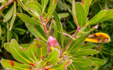Árbol con flor rosa y hojas verdes