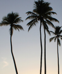 Palm Group at Sunset