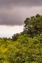 Paisaje con árboles y nubes