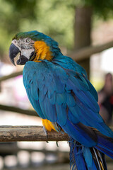 blue and yellow macaw ara © Alex