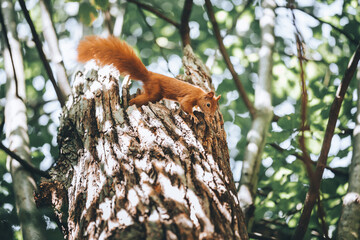 Eichhörnchen