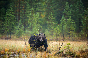 A brown bear in the fog on the bog. Adult Big Brown Bear Male. Scientific name: Ursus arctos. Natural habitat, autumn season