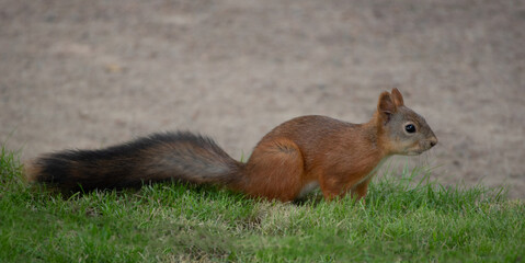 funny squirrel on a green