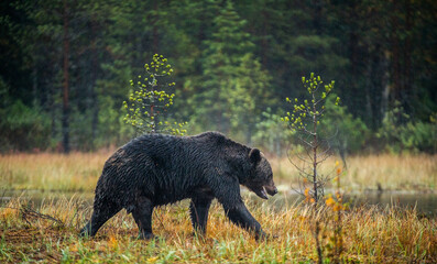 A brown bear in the fog on the bog. Adult Big Brown Bear Male. Scientific name: Ursus arctos. Natural habitat, autumn season