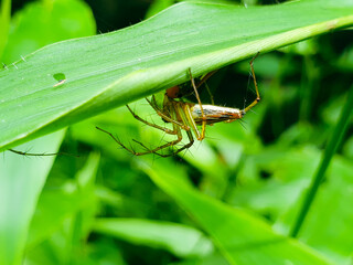 Spider on a leaf