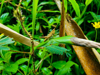 grasshopper on a leaf