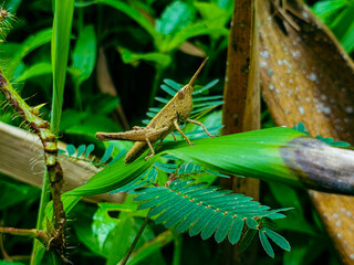 A grasshopper is sitting on a green leaf. Grasshopper in nature