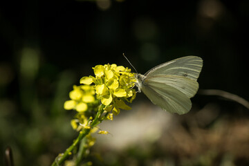 Butterfly & Flower