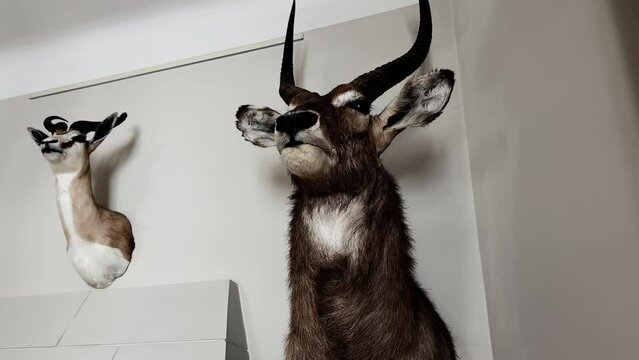 Low angle over impressive taxidermy collection of animal deer and stag heads with horns at wall