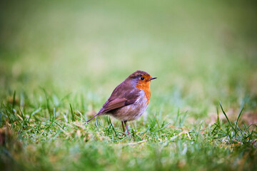 european robin perched (Erithacus Rubecula) bird wildflife