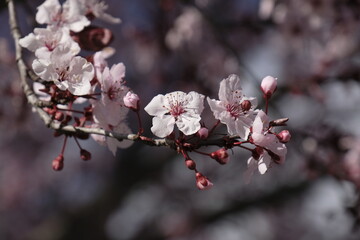 Pink Blossoms