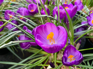 Ornamental plant Saffron (Latin Crocus)