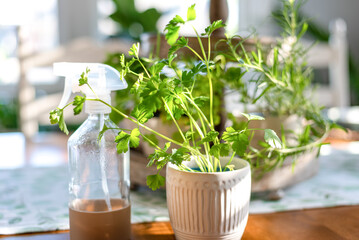 Fresh culinary herbs growing in pots on a sunny kitchen table