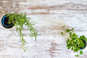 Fototapeta na wymiar Fresh culinary herbs on distressed white wood background