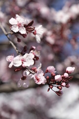 Pink Blossoms