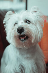 domestic West Highland white terrier at home	