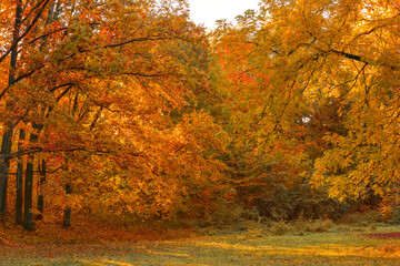 Beautiful autumn trees with golden leaves in forest