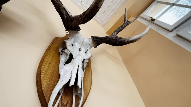 Animal skull hangs on the wall as a hunting trophy