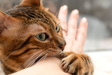 beautiful bengal cat bites a woman's hand