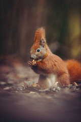 Eichhörchen am Essen