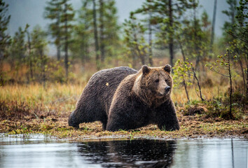 Fototapeta na wymiar A brown bear in the fog on the bog. Adult Big Brown Bear Male. Scientific name: Ursus arctos. Natural habitat, autumn season