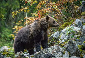 Obraz na płótnie Canvas Bear on a rocks. Adult Big Brown Bear in the autumn forest. Scientific name: Ursus arctos. Autumn season, natural habitat.