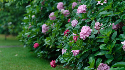 Summer flowers series, group of pink Hydrangea flowers in rainy day in garden.