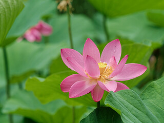 Summer flowers series, beautiful pink lotus flower in raining, close up image.