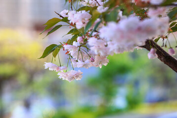 Cherry blossoms in full bloom, close-up photos