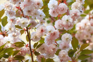 Cherry blossoms in full bloom, close-up photos